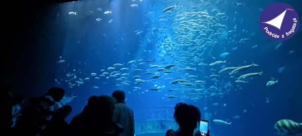 Morska Przygoda w Stralsund – Ozeaneum & Truskawkowe Królestwo Karls