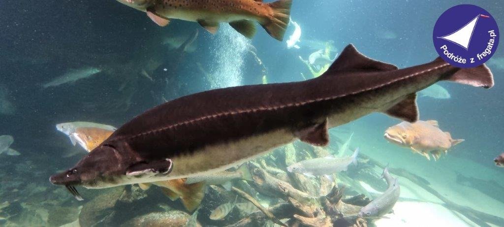 Morska Przygoda w Stralsund – Ozeaneum & Truskawkowe Królestwo Karls