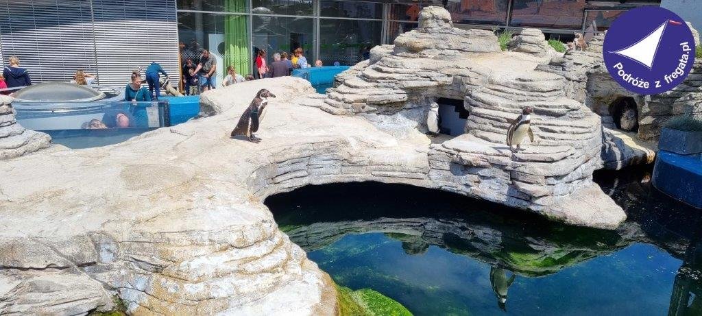 Morska Przygoda w Stralsund – Ozeaneum & Truskawkowe Królestwo Karls