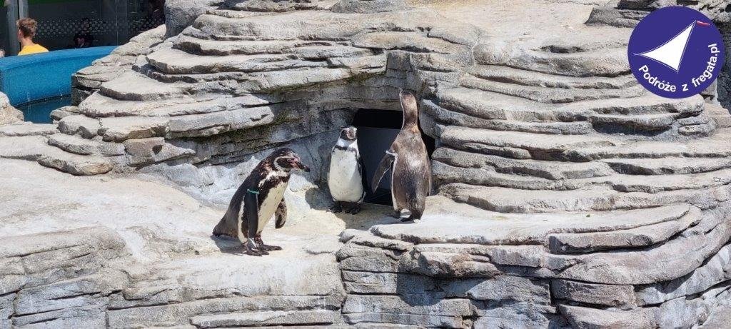 Morska Przygoda w Stralsund – Ozeaneum & Truskawkowe Królestwo Karls